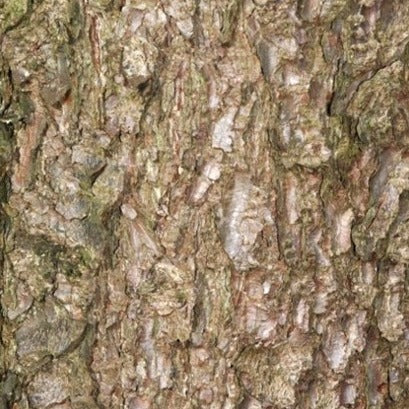 Epo obo Evil Eye Blocker Bark